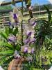Aerides lawrenceana x V. Mimi Palmer